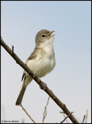 FLYCATCHERS, SHRIKES, VIREOS, SWALLOWS
